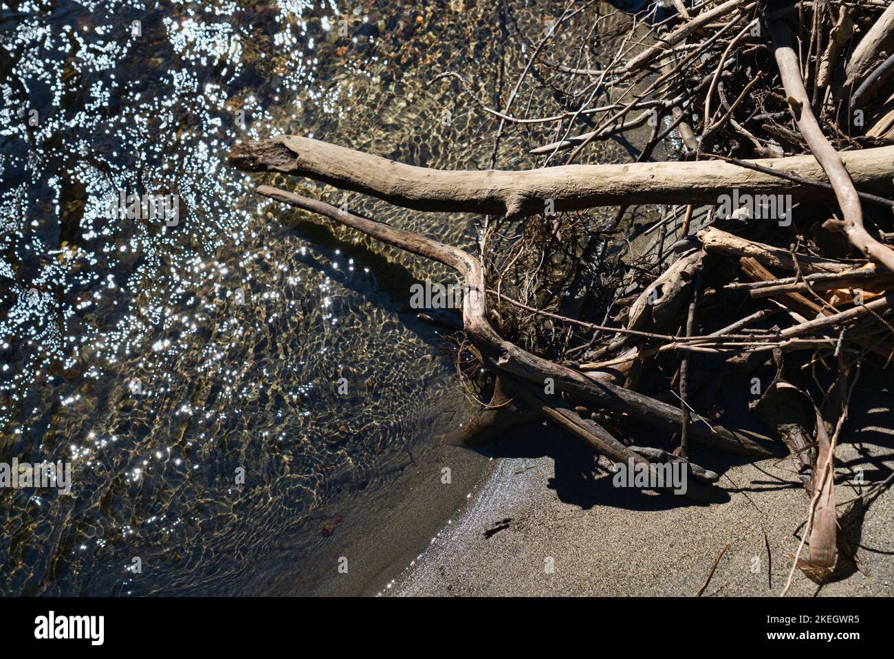 Driftwood auf einem sandigen Flussstrand aus nächster Nähe. Stockfoto