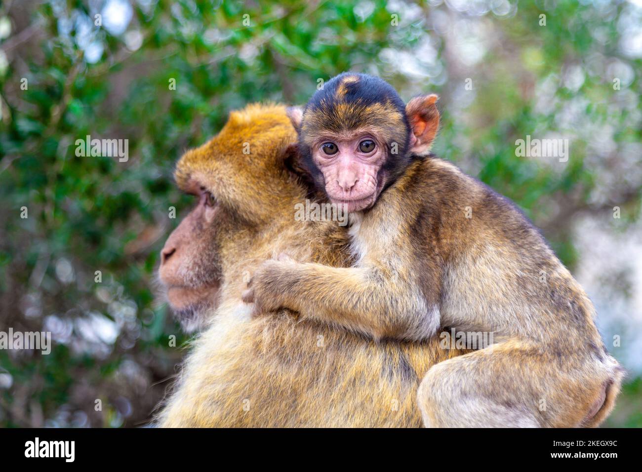 Makaken-Mutteraffen mit einem Kleinkind auf dem Rücken im Apes' Den, Upper Rock Nature Reserve, Gibraltar Stockfoto