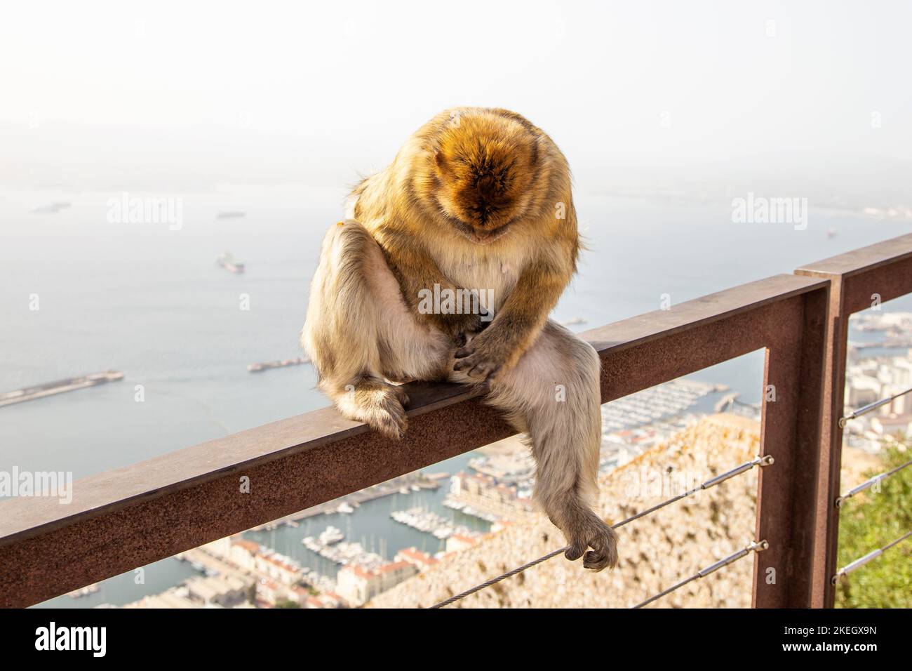 Makaken-Affen im Apes' Den, Reinigungsdienst, Upper Rock Nature Reserve, Gibraltar Stockfoto