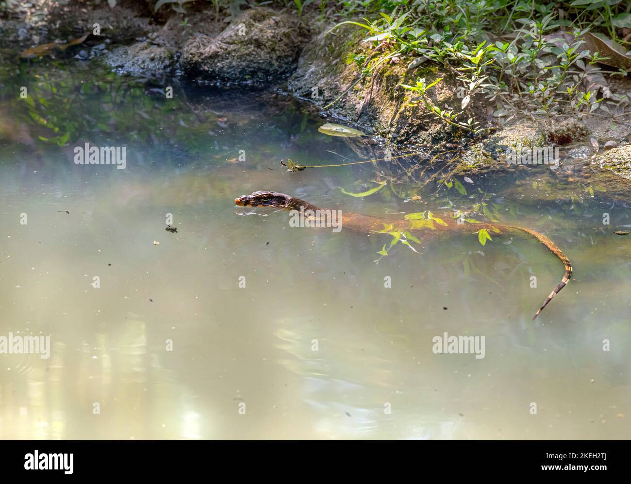 Asiatischer Wasser-Monitor (Varanus Salvator) Stockfoto