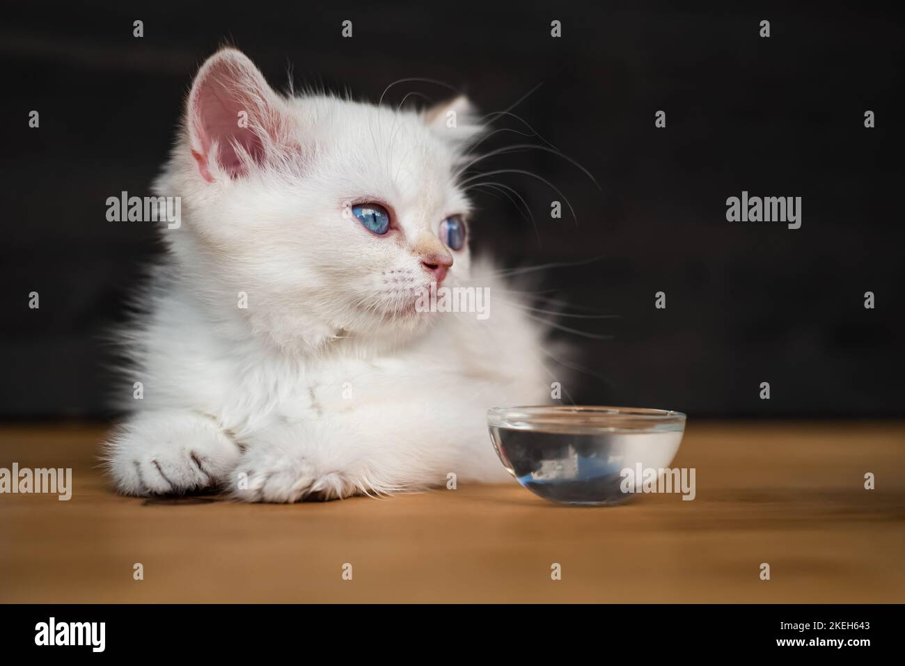 Niedliche blaue Augen Katze liegt auf Holztisch. Weiße britische Kurzhaarkätzchen. Stockfoto