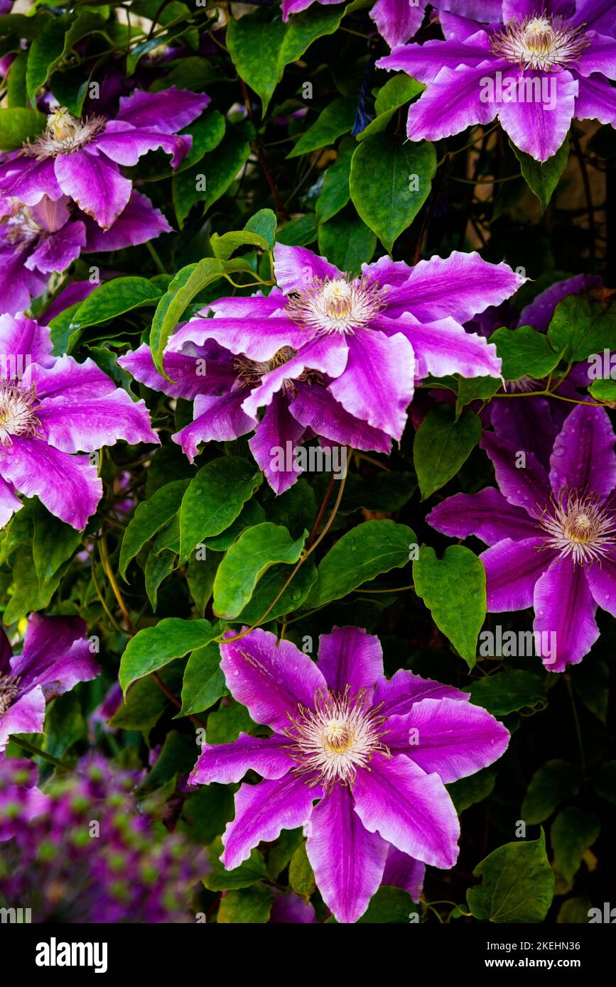 Mehrjährige Clematis florida in einem englischen Garten im Broadway-Dorf in den Cotswolds. Stockfoto