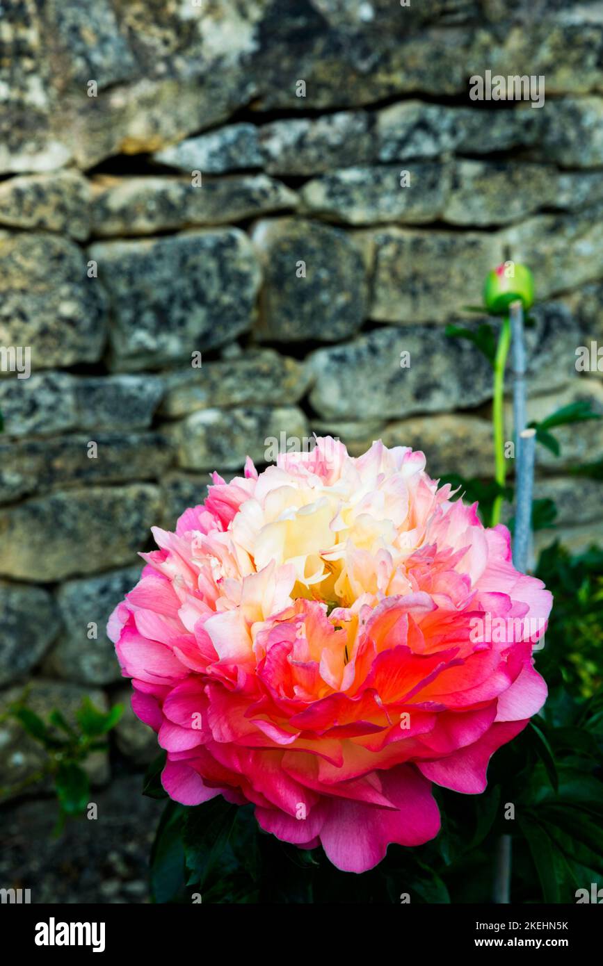 Paeonia oder Pfingstrose in einem englischen Garten am Broadway, den Cotswolds. Stockfoto