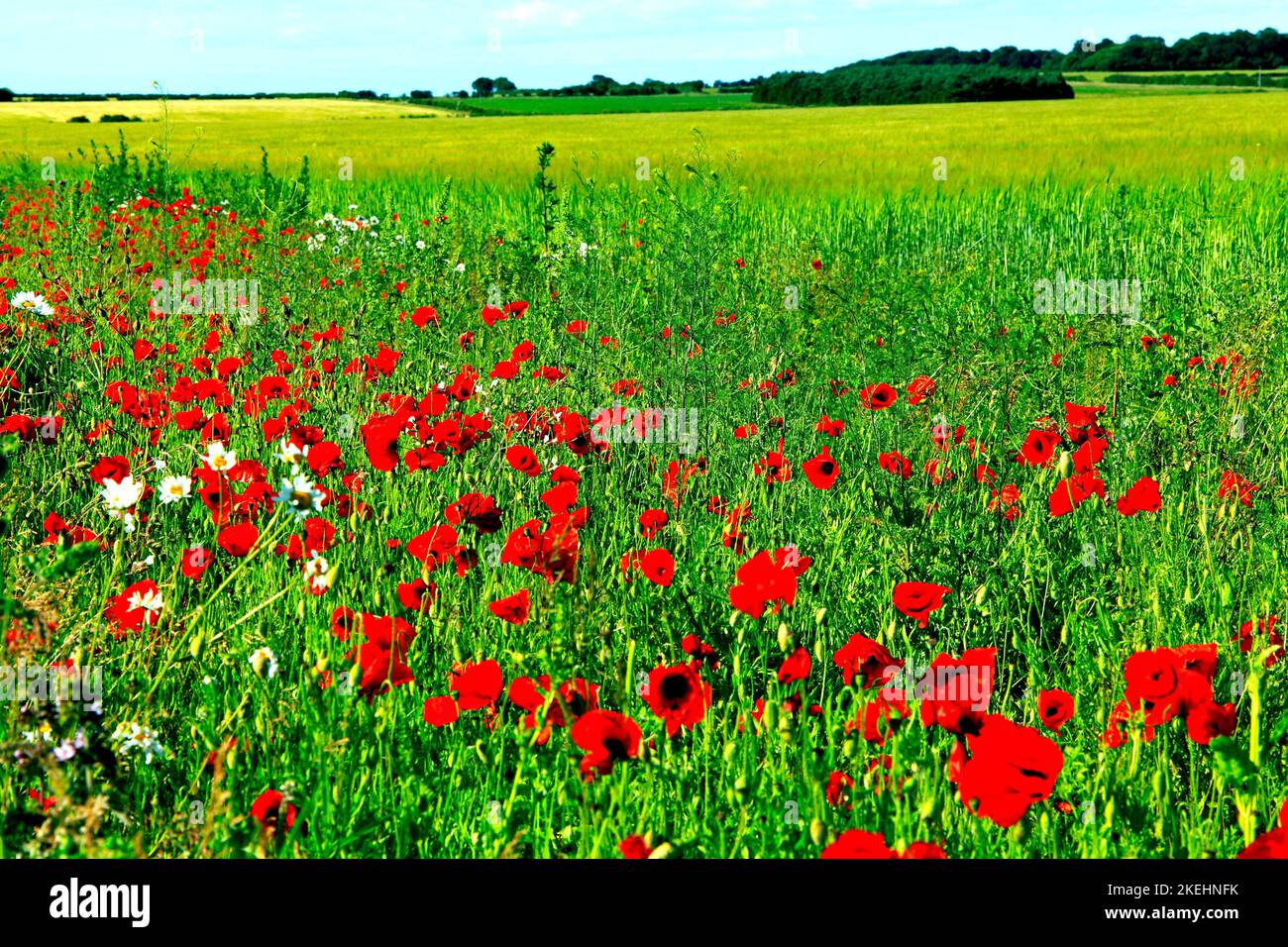 Rotfeldmohn, gelbes Gerstenfeld, Landwirtschaft, Nord-Norfolk, England, Großbritannien Stockfoto