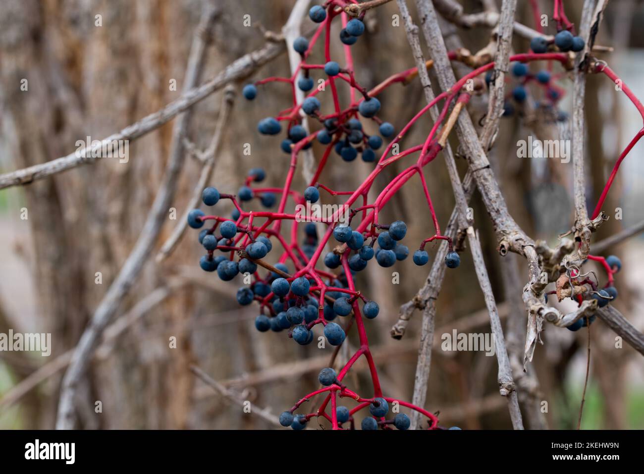 Parthenocissus quinquefoliam, fünfblättrige Efeu-Beeren auf Zweig, Nahaufnahme selektiver Fokus Stockfoto