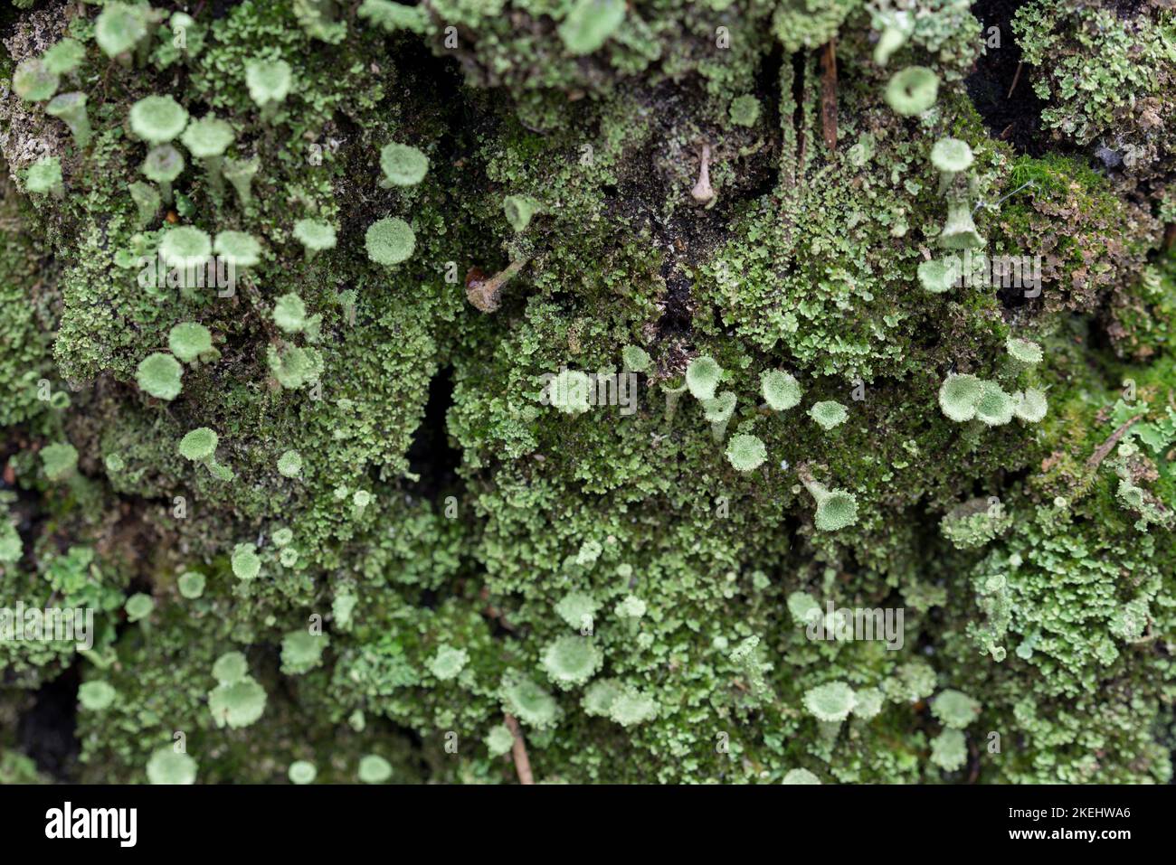 Green cladonia lichenisierte Pilze auf Baum Nahaufnahme selektiver Fokus Stockfoto
