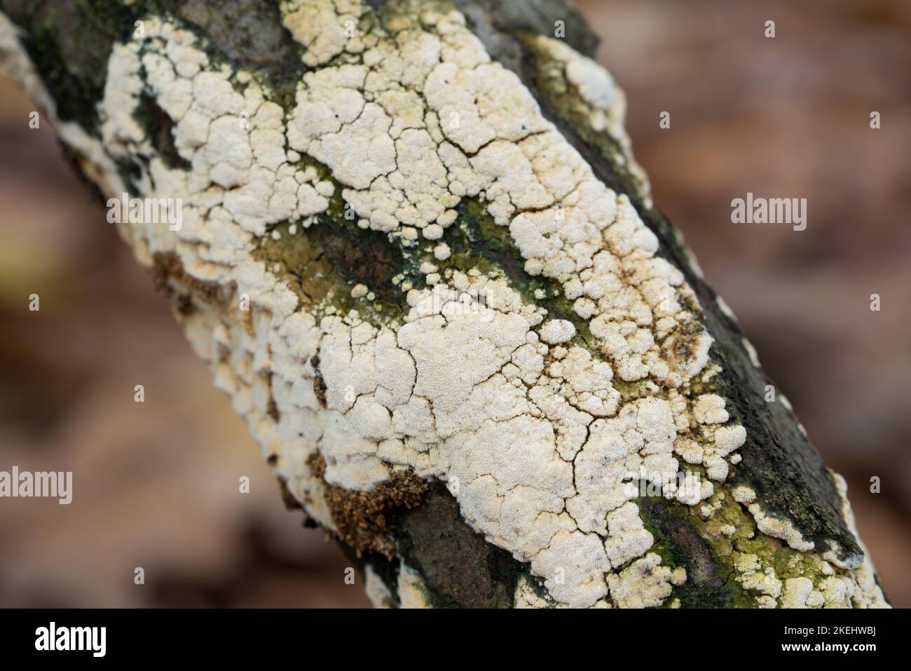 Ceriporia weißer Pilz auf toten Baumzweig Nahaufnahme selektiver Fokus Stockfoto