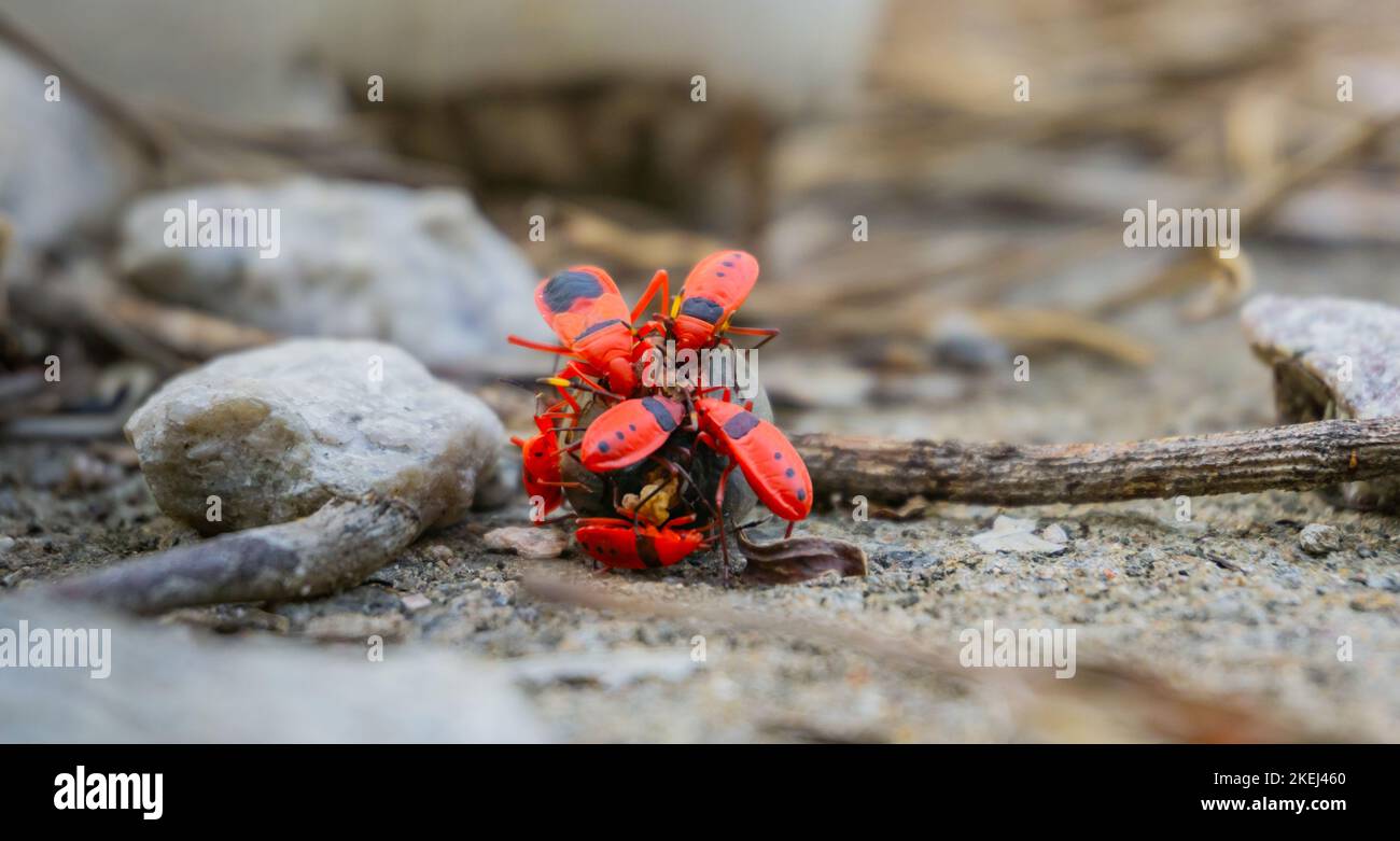 Makrofoto von asiatischen Feuerwanzen (Pyrrhocoridae), die Nahrung teilen. Sie essen zusammen eine Frucht, die in einem Wald in den Boden fällt Stockfoto Makrofoto von asiatischen Feuerwanzen (Pyrrhocoridae), die Nahrung teilen. Sie essen zusammen eine Frucht, die in einem Wald in den Boden fällt Stockfoto