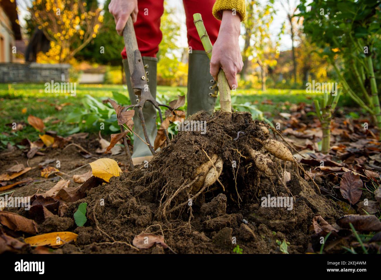 Frau gräbt Dahlia-Knollen mit einer Pitchfork und bereitet sie für die Winterlagerung vor. Jobs im Herbst im Gartenbau. Überwintern der Dahlia Knollen. Anheben d Stockfoto