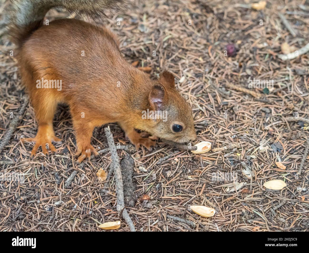 Eichhörnchen im Herbst oder Frühling mit Nuss auf dem grünen Gras mit gefallenen gelben Blättern. Eichhörnchen auf der Suche nach Nahrung auf dem Boden. Wildes Tier. Herbst oder sp Stockfoto