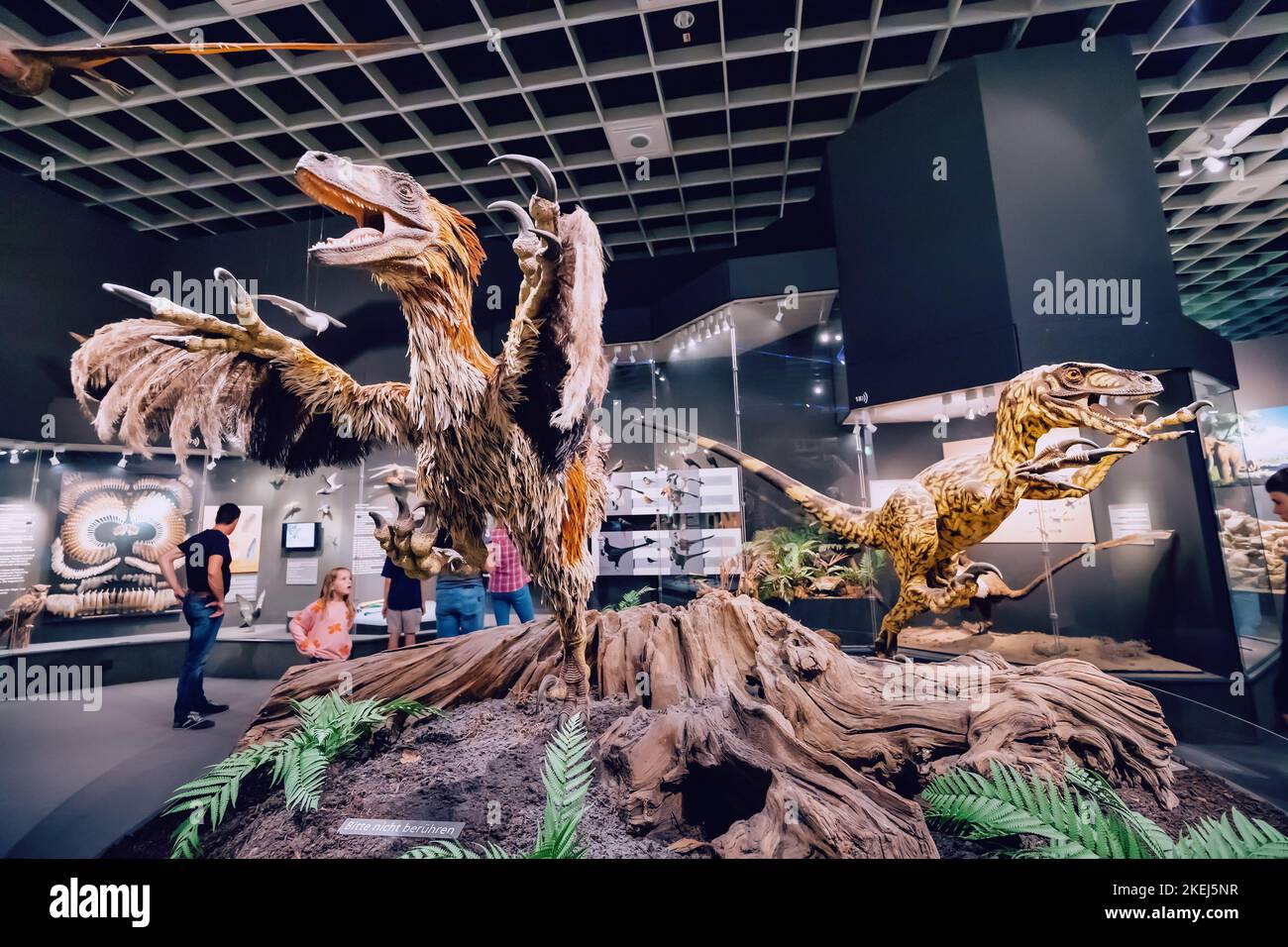 26. Juli 2022, Naturhistorisches Museum Münster, Deutschland: velociraptor oder deinonychus mit Gefieder. Federn sind ein wahrscheinliches Unterscheidungsmerkmal von Dinos Stockfoto