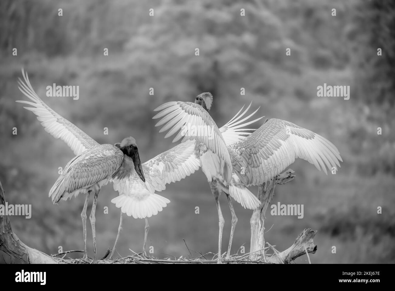 Jabiru-Storch-Jungvögel, die ihre Flügel ausbreiteten Stockfoto