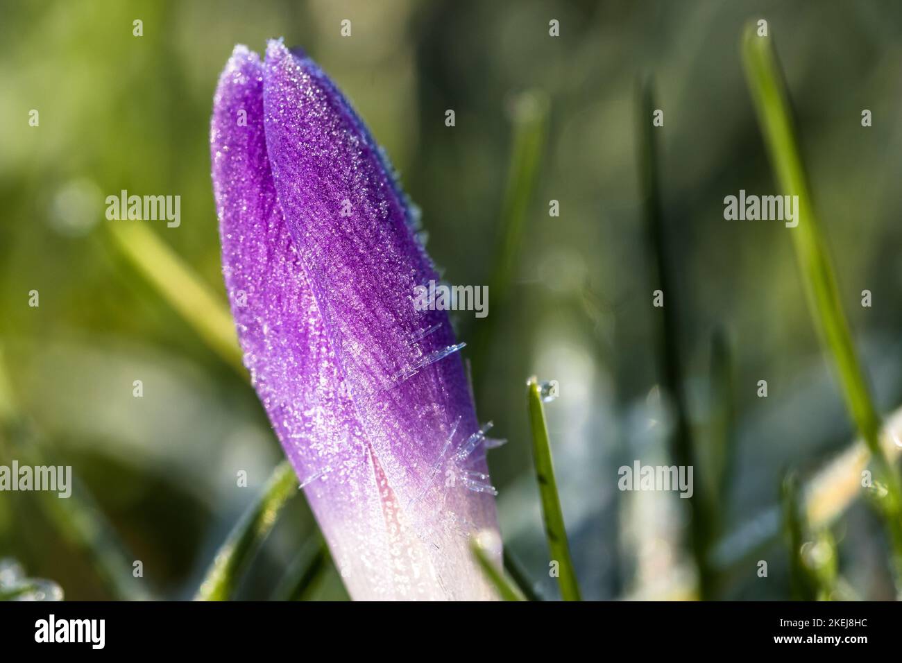 Ein selektiver Fokus von gefrorenen purpurnen Elfenkrokus auf der Wiese im Frühjahr Stockfoto