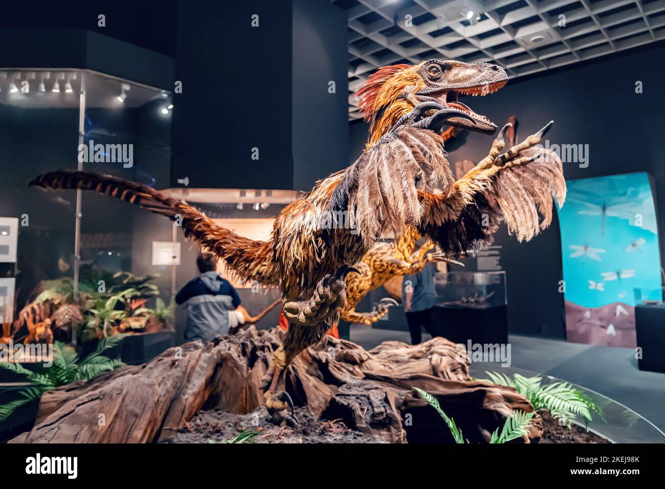 26. Juli 2022, Naturhistorisches Museum Münster, Deutschland: velociraptor oder deinonychus mit Gefieder. Federn sind ein wahrscheinliches Unterscheidungsmerkmal von Dinos Stockfoto
