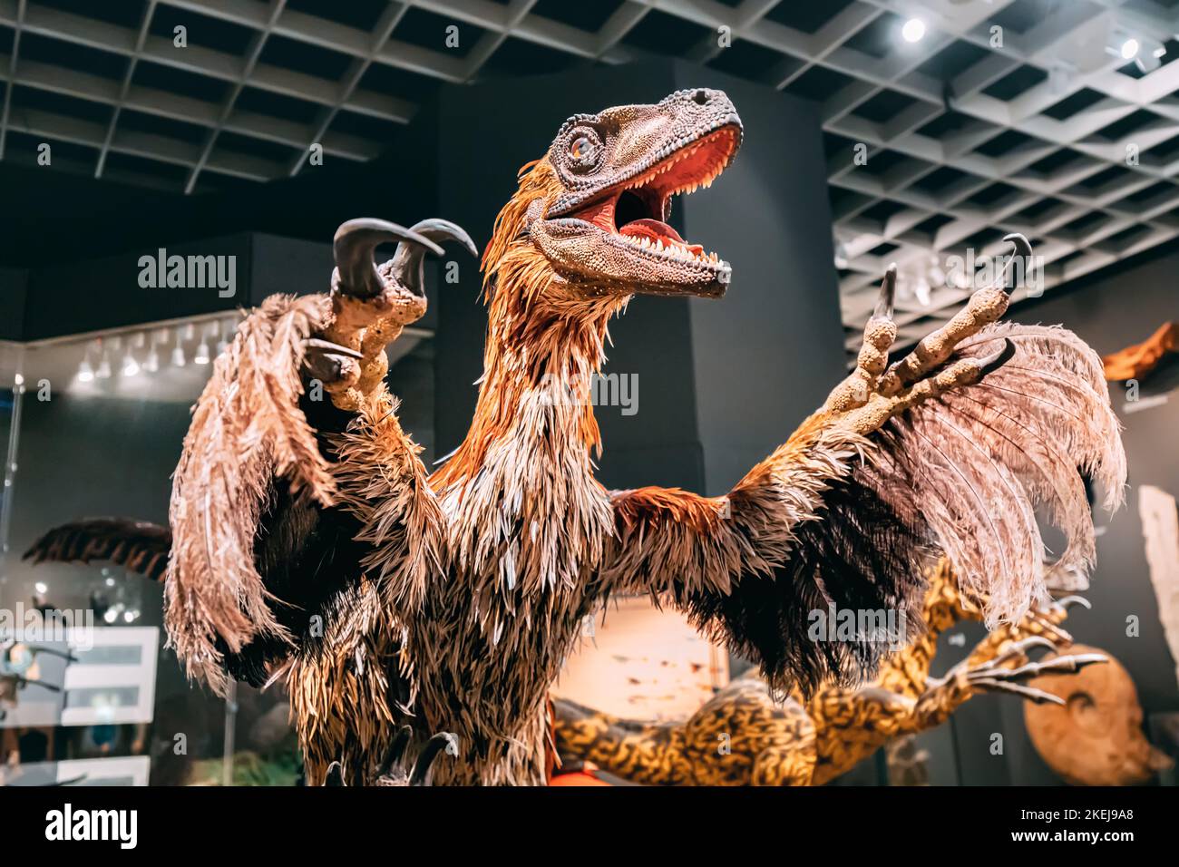 26. Juli 2022, Naturhistorisches Museum Münster, Deutschland: velociraptor oder deinonychus mit Gefieder. Federn sind ein wahrscheinliches Unterscheidungsmerkmal von Dinos Stockfoto