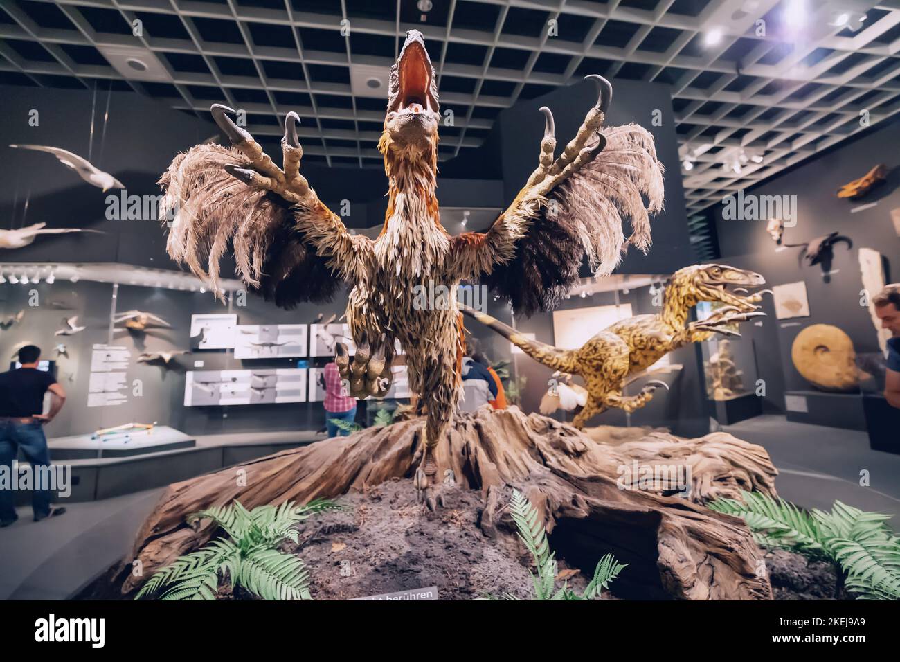 26. Juli 2022, Naturhistorisches Museum Münster, Deutschland: velociraptor oder deinonychus mit Gefieder. Federn sind ein wahrscheinliches Unterscheidungsmerkmal von Dinos Stockfoto