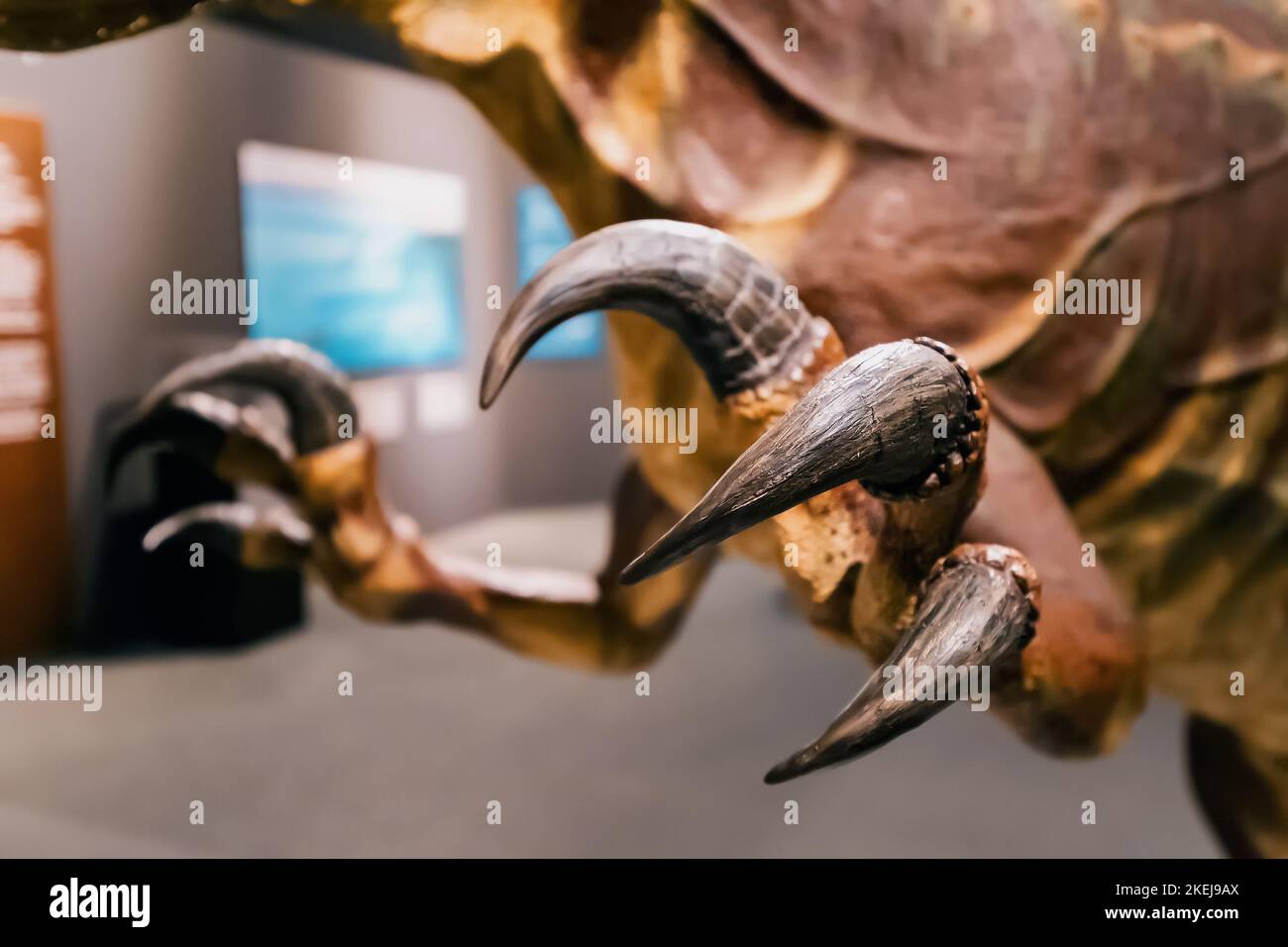 Lange und scharfe Krallen eines prähistorischen Dinosauriers. Das Konzept von Raubtier und Beute Stockfoto