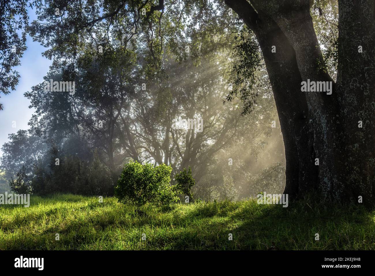 Sonnenlicht, das durch den Nebel im Wald scheint, Mt Eden Summit Walking Track, Auckland. Stockfoto