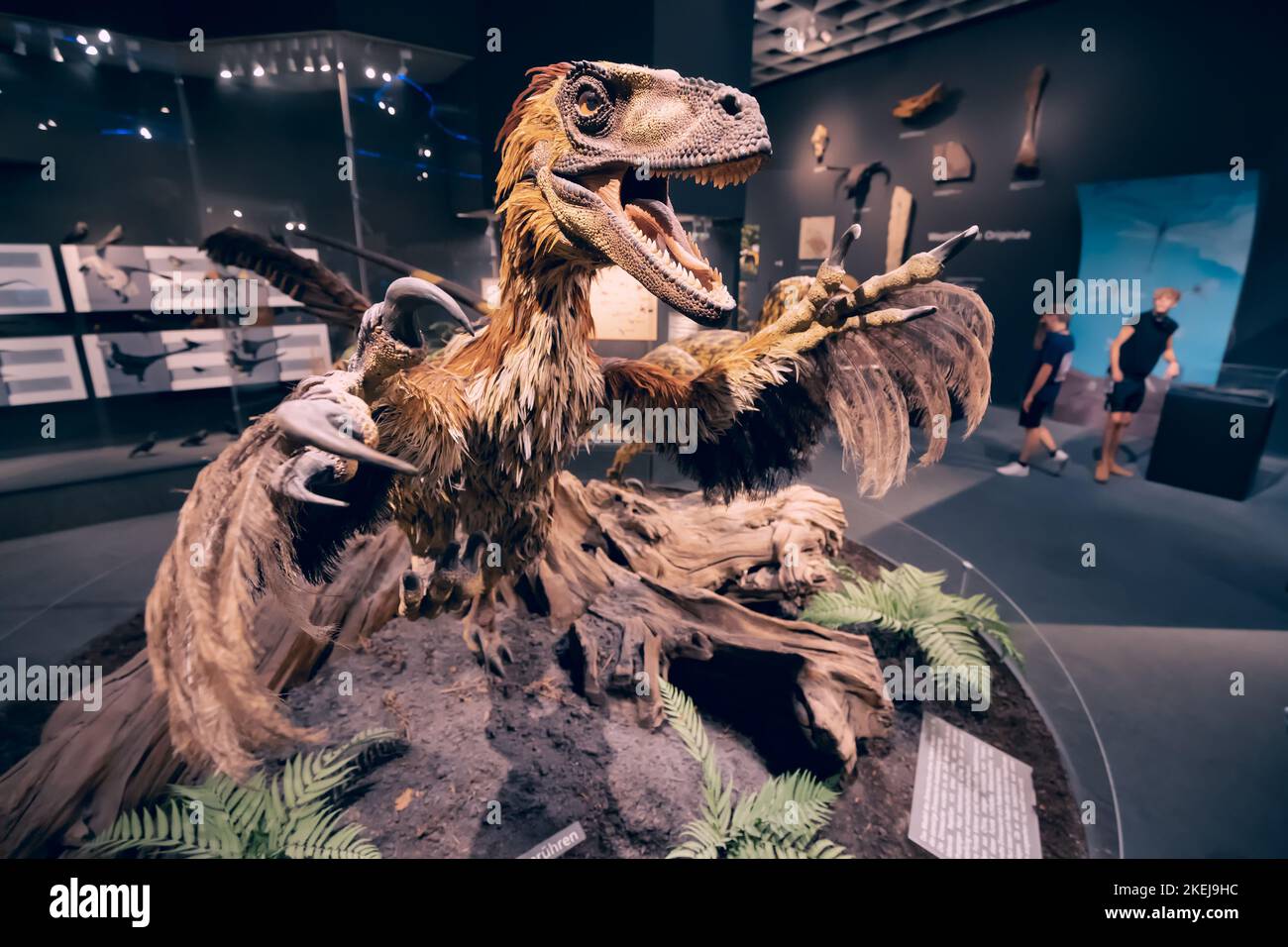 26. Juli 2022, Naturhistorisches Museum Münster, Deutschland: velociraptor oder deinonychus mit Gefieder. Federn sind ein wahrscheinliches Unterscheidungsmerkmal von Dinos Stockfoto