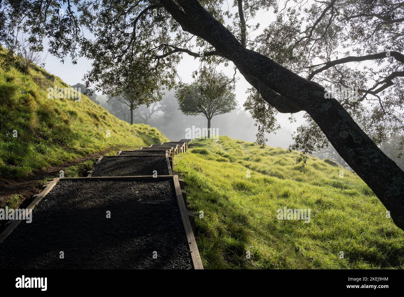 Stufen umrahmt von Ästen am Mt Eden Summit Walking Track, Auckland. Stockfoto