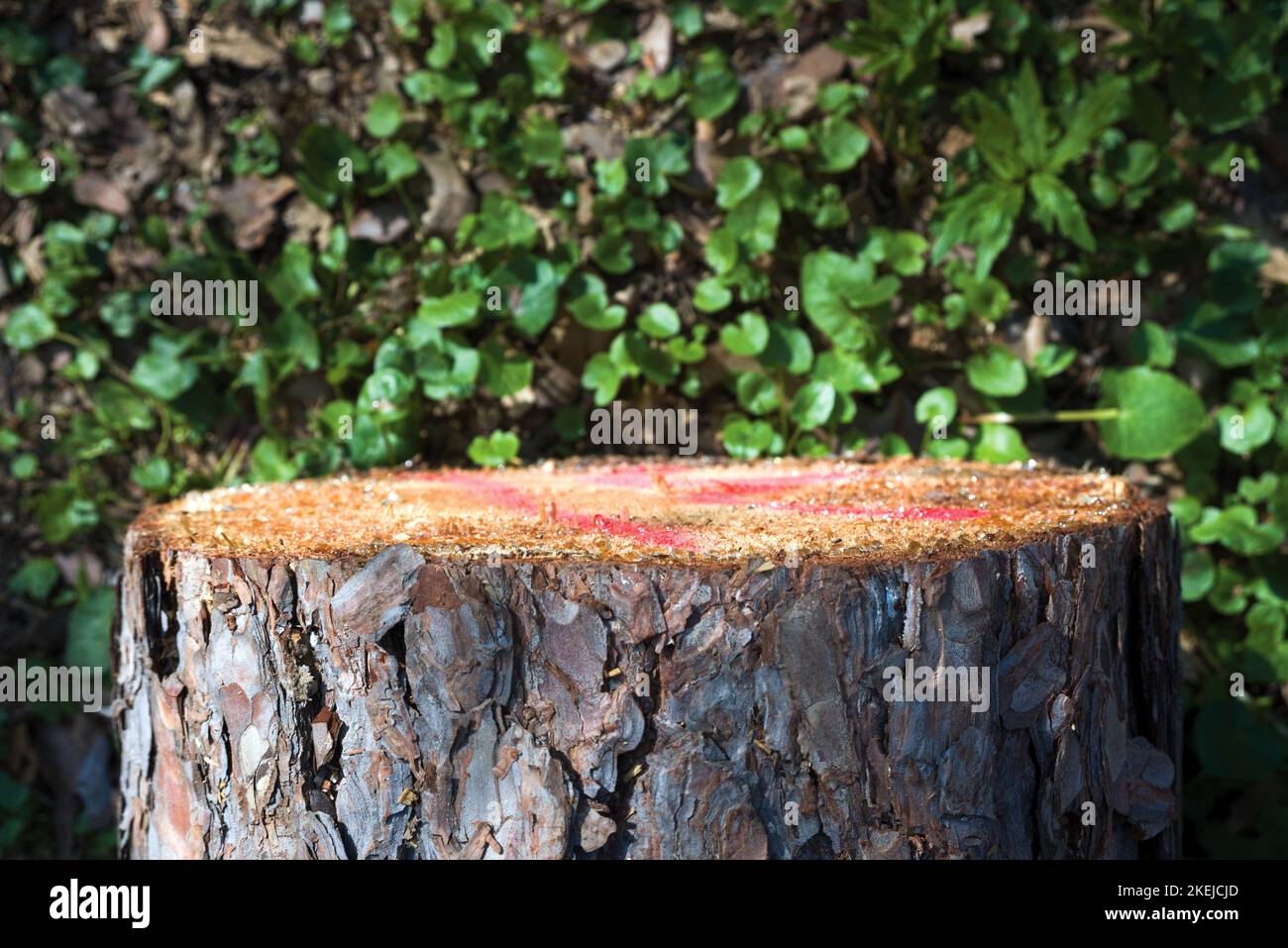 Kiefernbaum stumpf gegen grüne Blätter Stockfoto