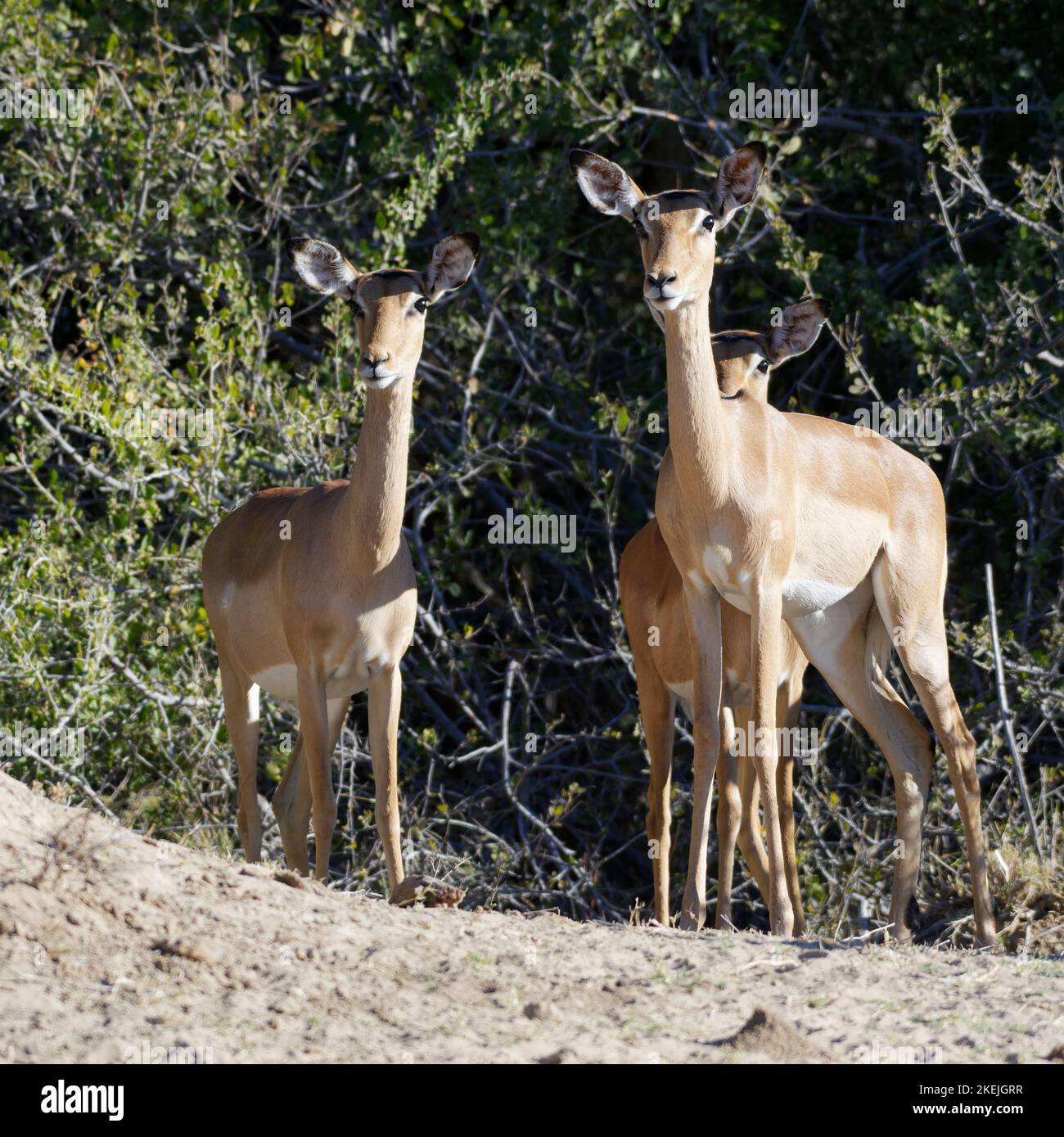 Gewöhnliche Impalas (Aepyceros melampus), Gruppe erwachsener Weibchen, Augenkontakt, wachsam, Savanne, Mahango-Kerngebiet, Bwabwata Nationalpark, Namibia, Afrika Stockfoto