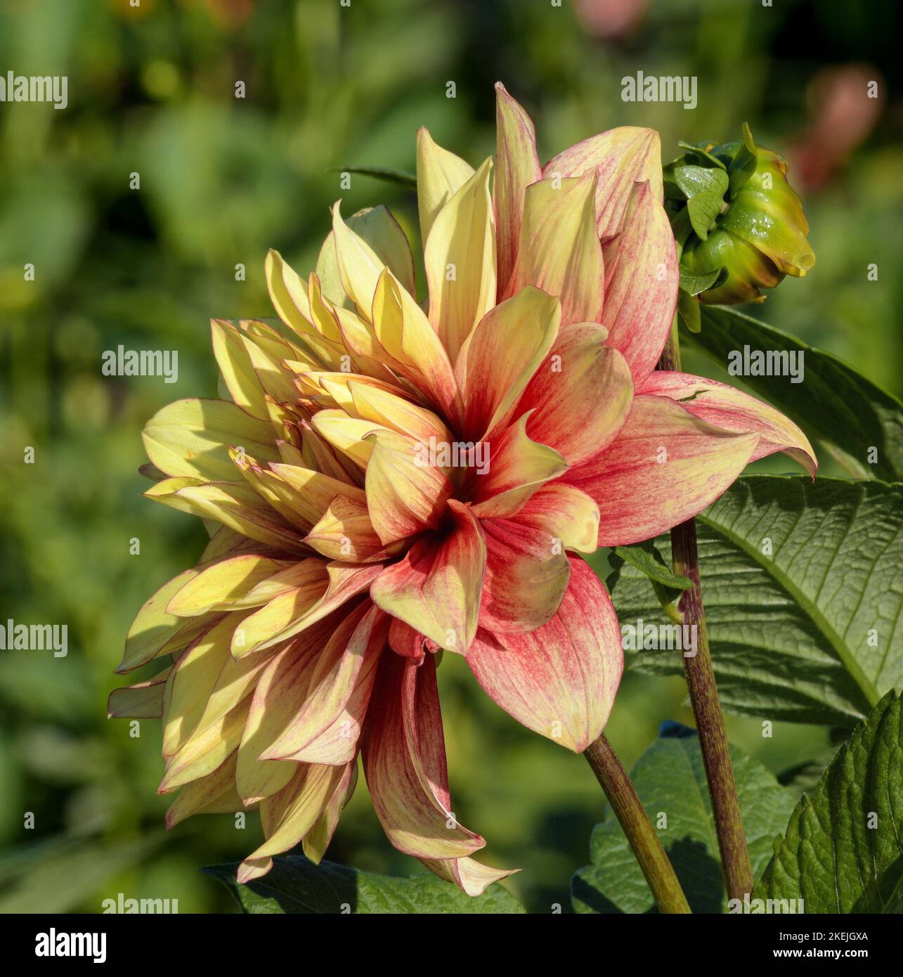 dahlia (Dahlia pinnata) in Blüte, Deutschland Stockfoto