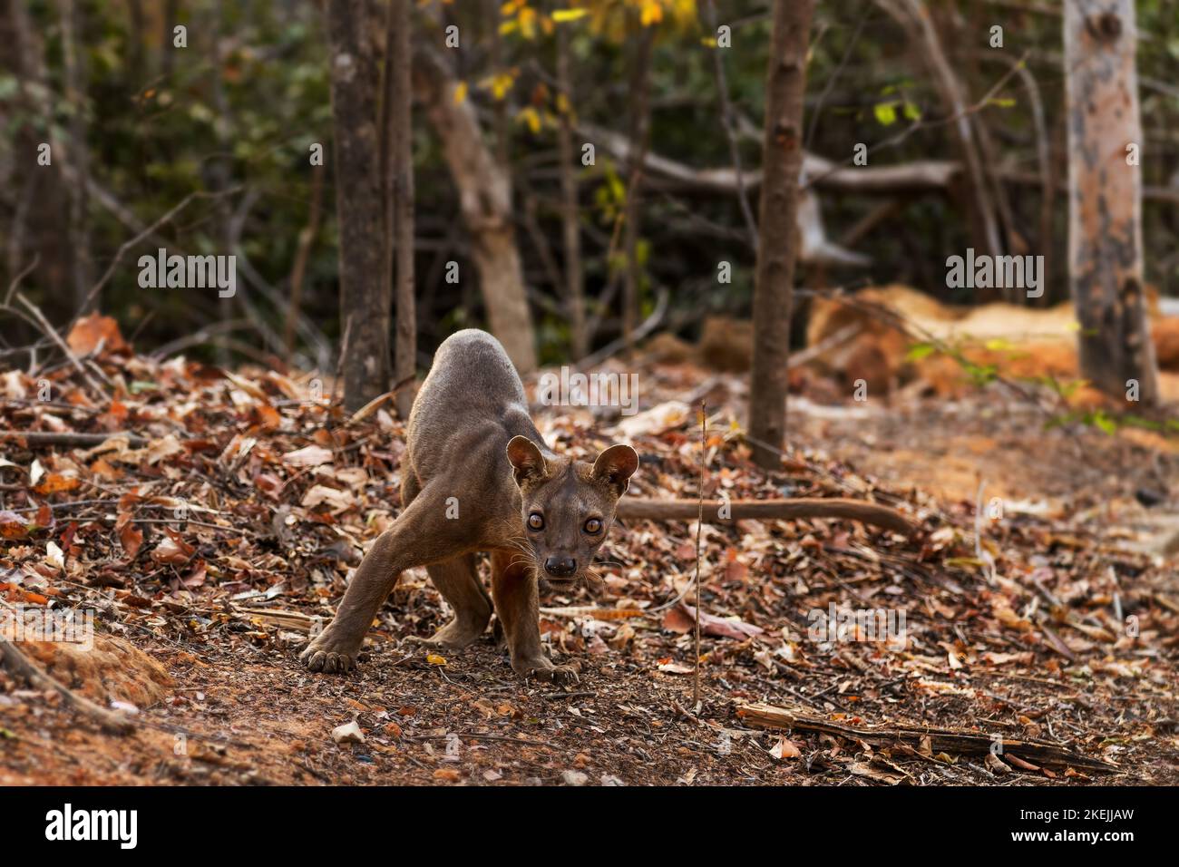 Fossa - Cryptoprocta ferox, Kirindi-Wald, Madagaskar. Das größte Raubtier der Wälder Madagaskars. Stockfoto