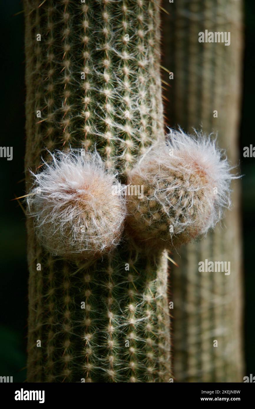 Kaktus mit zwei Augen Stockfoto