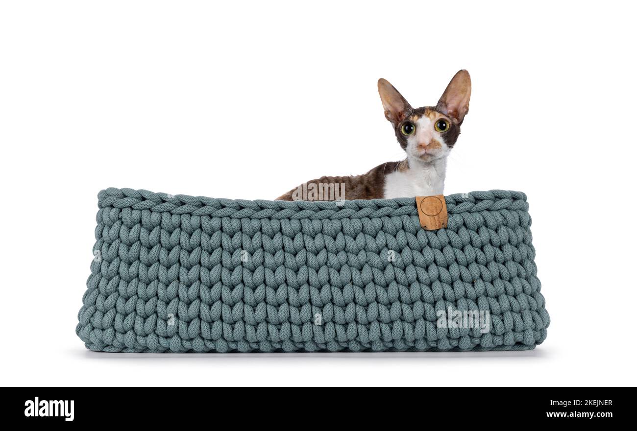 Niedliche Choc Tortie mit weißem Cornish Rex Katzenkätzchen, die in einem gestrickten Korb sitzt. Mit großen Augen direkt auf die Kamera schauen. Isoliert auf weißem Hintergrund Stockfoto