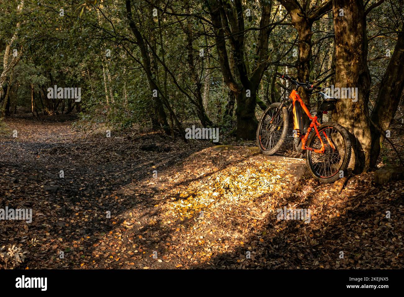 Montain Biking im Betteshanger Country Park Sandwich Kent auf einem KTM E-Bike Stockfoto