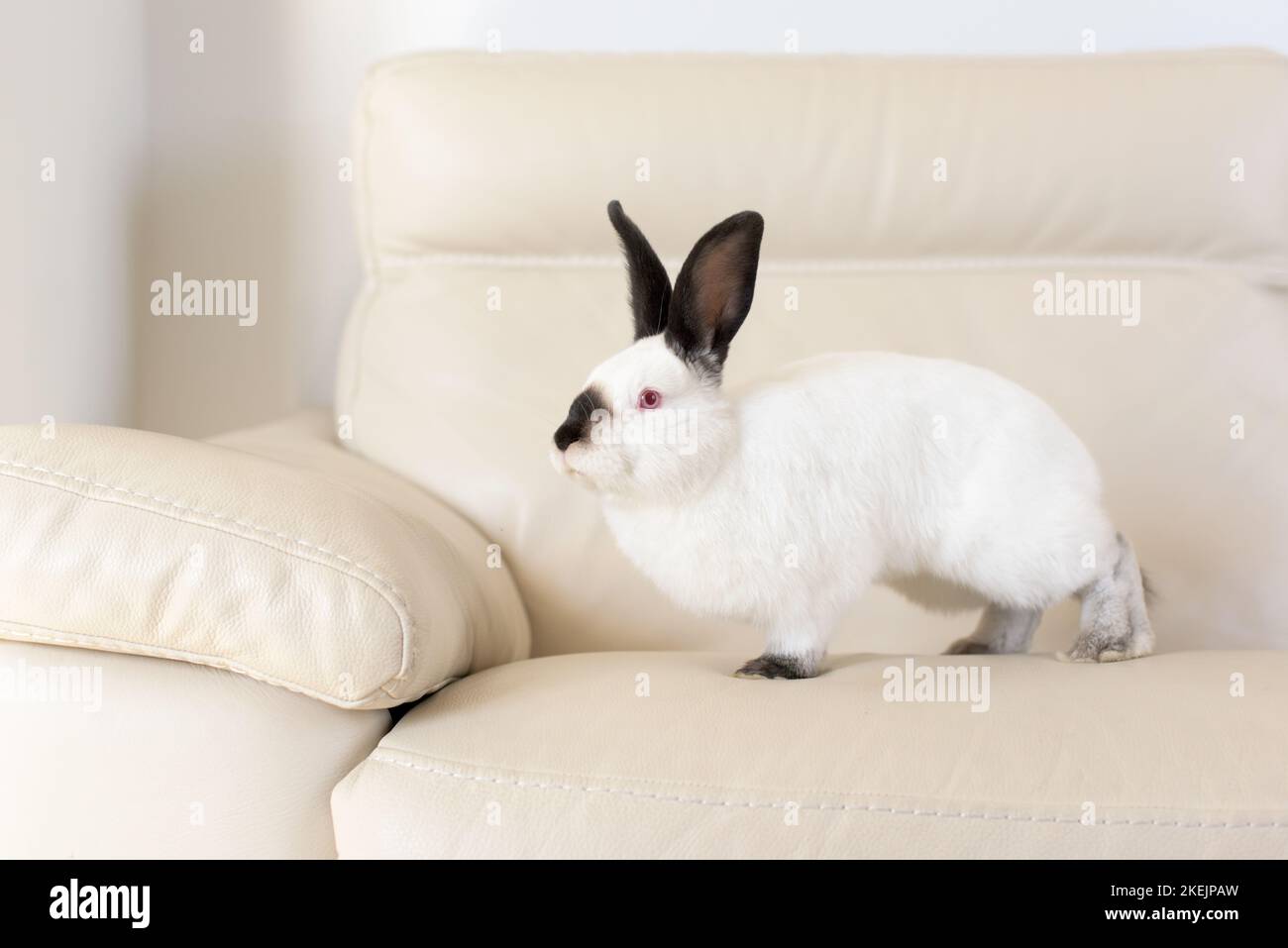 Ein weißes Kaninchen mit roten Augen und schwarzen Ohren sitzt auf einem weißen Ledersofa Stockfoto