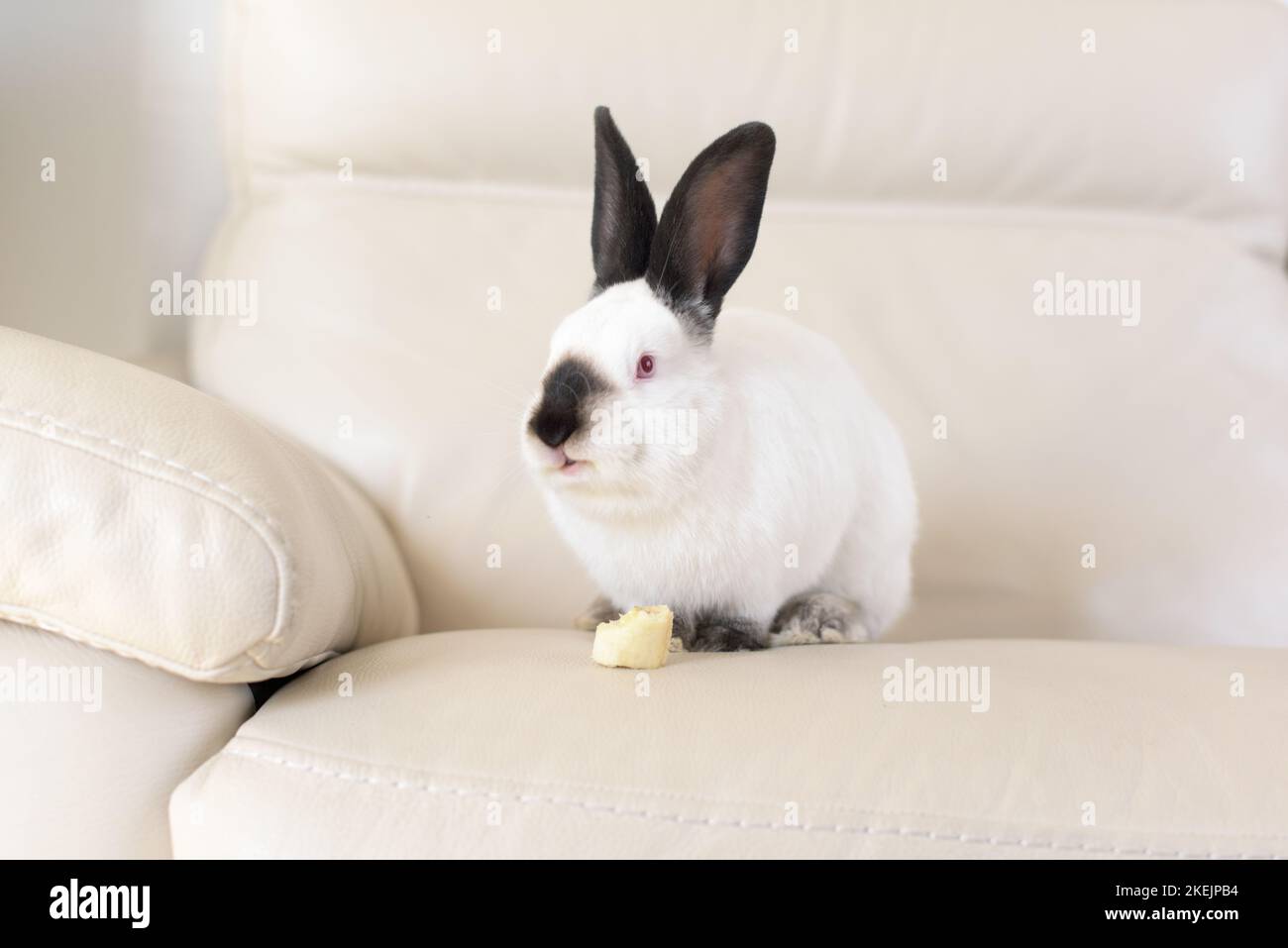 Ein weißes Kaninchen mit roten Augen und schwarzen Ohren sitzt auf einem weißen Ledersofaende und isst Banane - Osterhase Stockfoto