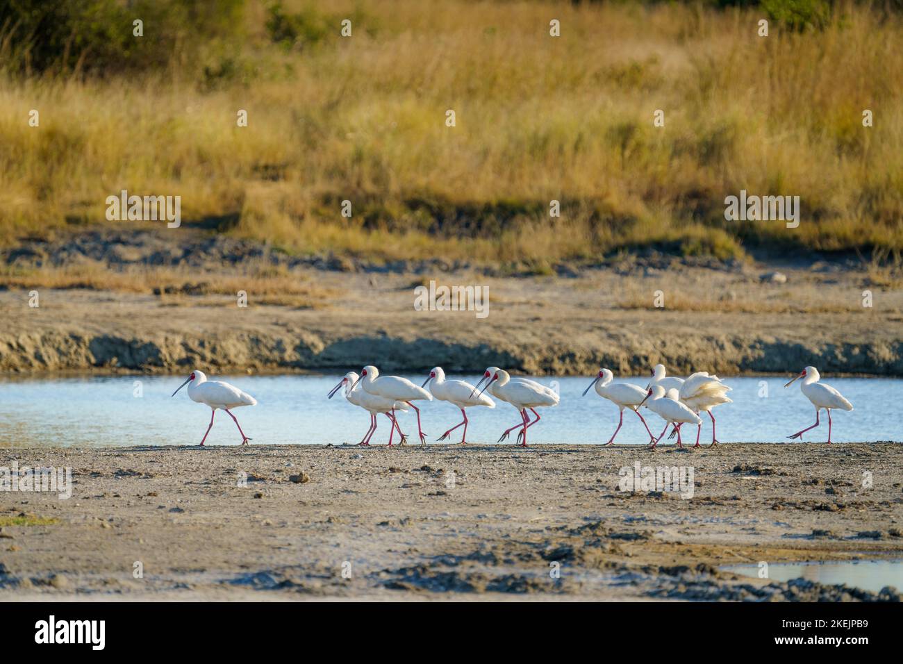 Löffler (Sine Saloum Delta) gruppieren sich am Seeufer. Hwange-Nationalpark, Simbabwe, Afrika Stockfoto
