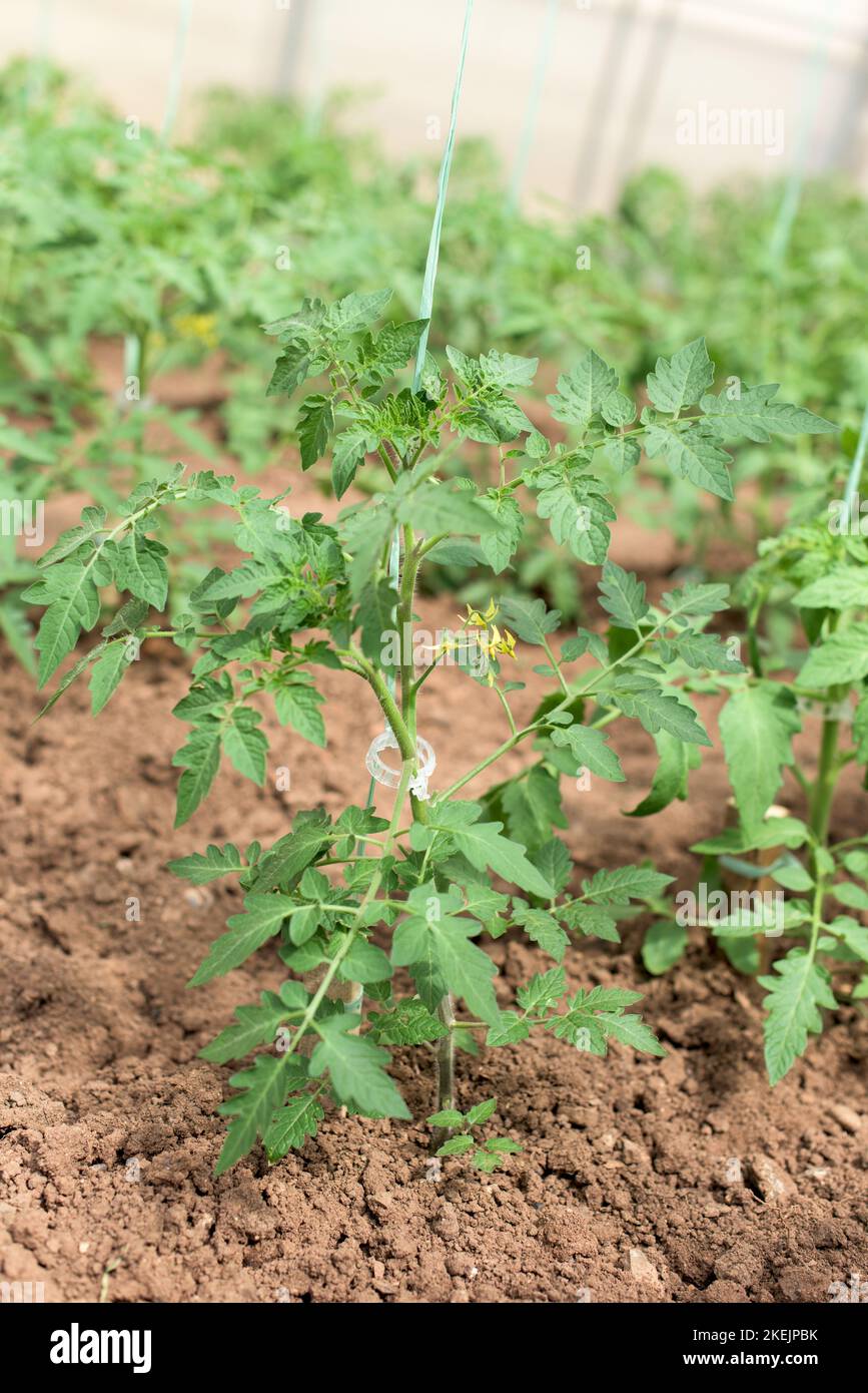 Junge Tomatenpflanze, die in einem Gewächshaus angebaut wird - Stiel, Blume, Blätter, Blüten Stockfoto