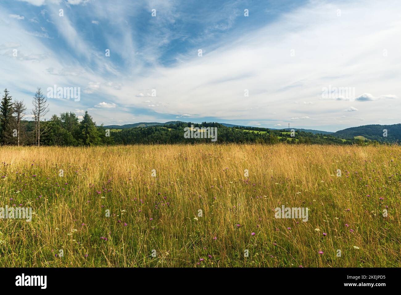 Sommerbergwiese mit Planrs und Hügeln im Hintergrund in den Beskids Bergen an slowakischen - polnischen Grenzen Stockfoto