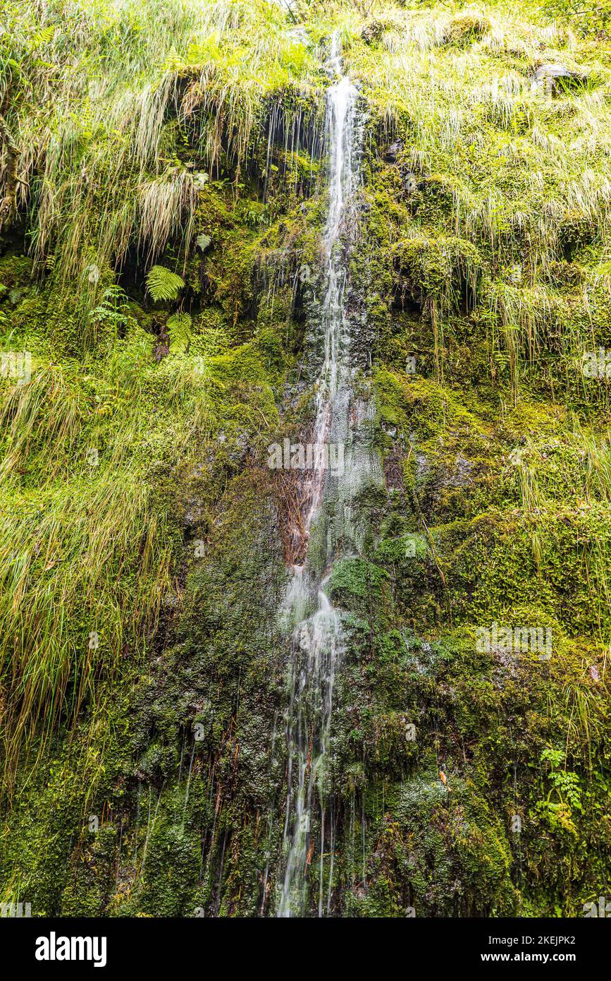 Eines von vielen Wasserffals über dem Wanderweg Levada do Furado in der Nähe von Ribeiro Frio auf der Insel Madeira Stockfoto