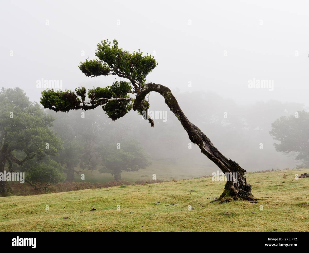 Magisch nebliger Wald und Lorbeerbäume mit ungewöhnlichen Formen, die durch starken Wind und Umgebung verursacht werden. Bereisen Sie die Welt. Laurisilva Madeira Portugal Unesco. Stockfoto
