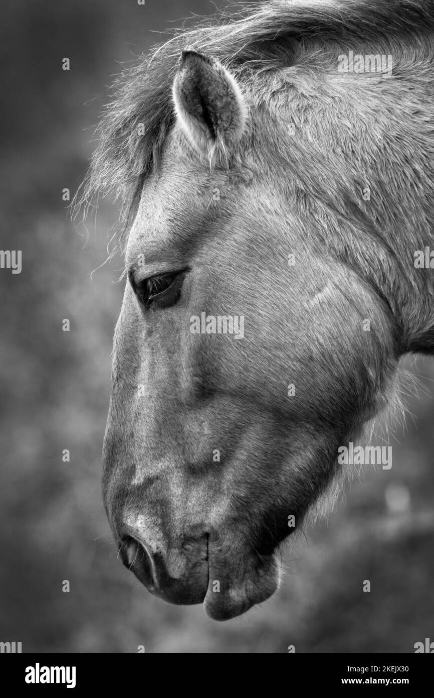 Porträt eines wilden Konik-Ponys in Wicken Fen, 12.. November 2022 Stockfoto