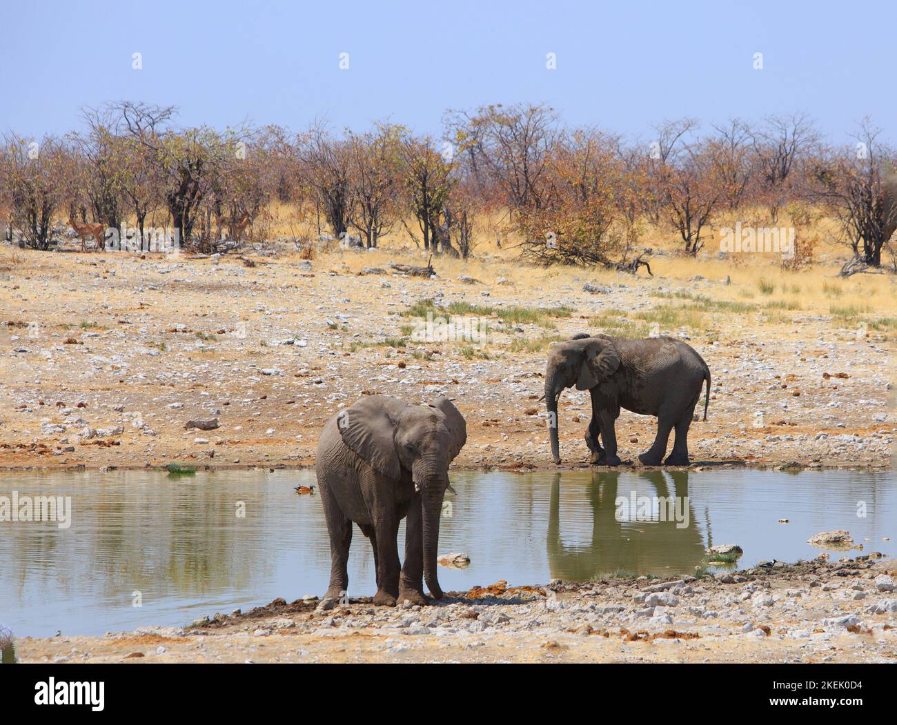 Hübsches Wasserloch mit Buschhintergrund mit zwei afrikanischen Elefanten, die am Rand eines Wasserlochs stehen Stockfoto