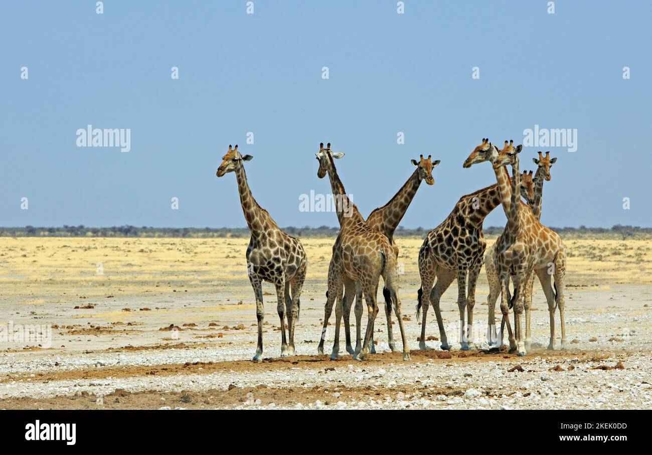 Erinnerung an die Giraffe, die mit ihren Hälsen in der weiten, offenen afrikanischen Ebene steht und am Horizont Bäume zeigt Stockfoto