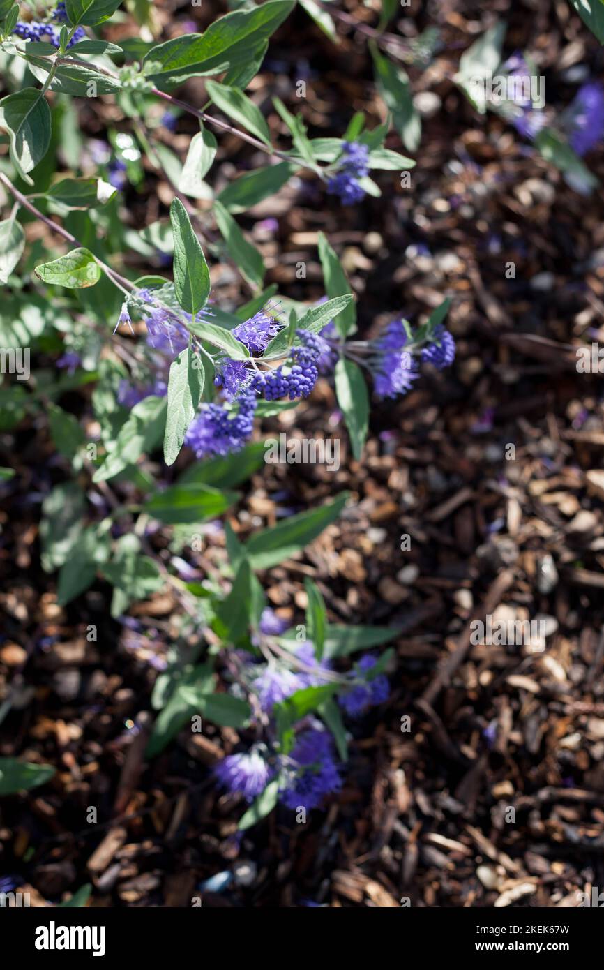 Krautige Pflanzen Caryopteris Dark Knight genannt Blaubärden Strauch mit blauen Blumen im Garten Stockfoto