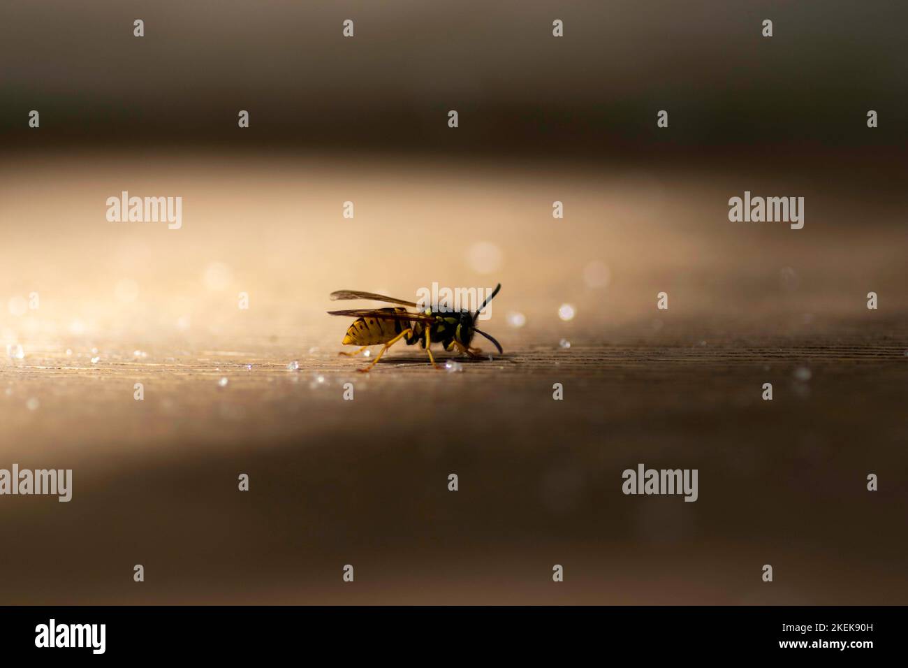 Wespen aus der Nähe, auf dem Tisch in der Nähe des verstreuten Zuckergranulat Stockfoto