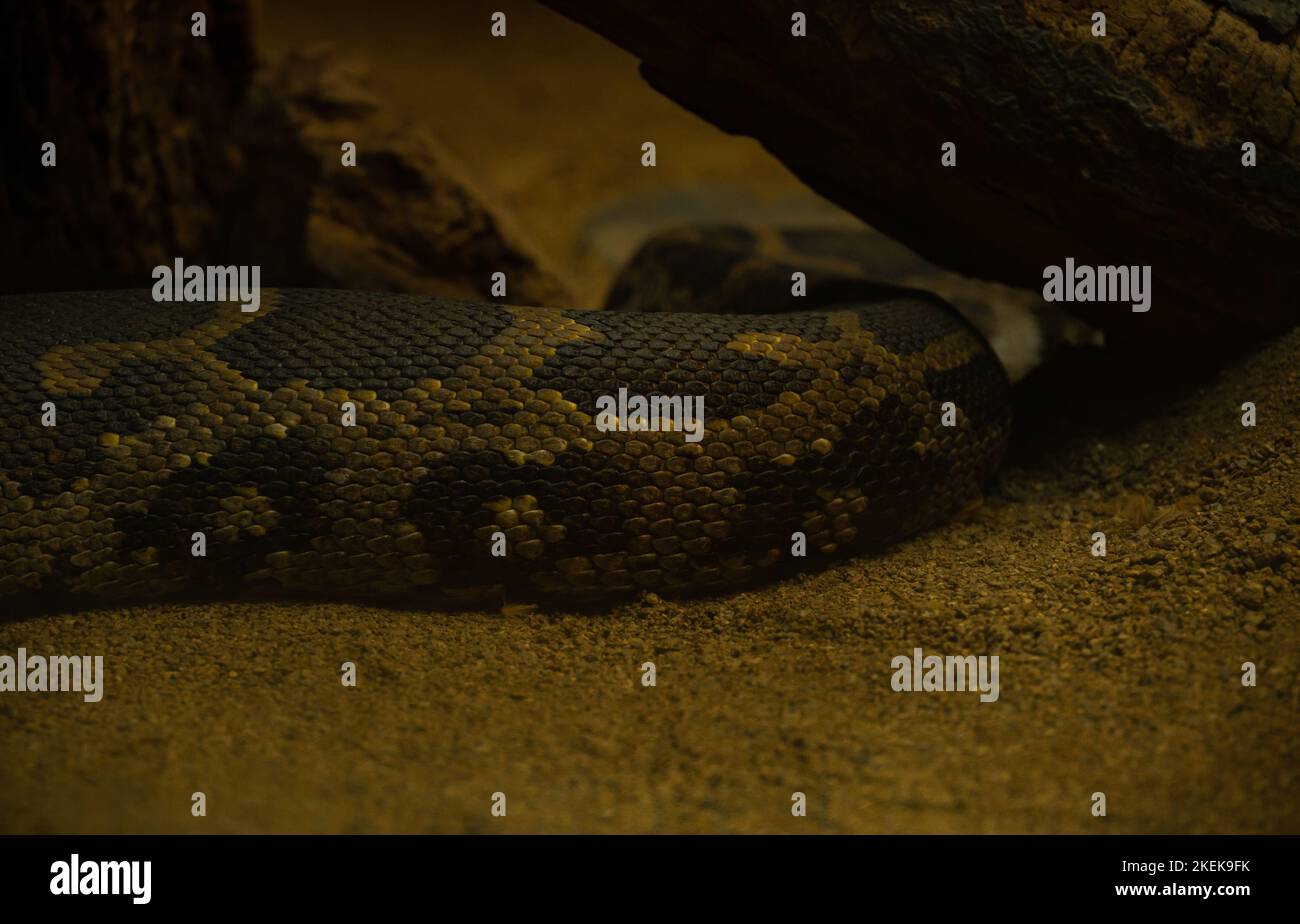 Pythons Lügen auf Felsen in Dark Key. Stockfoto