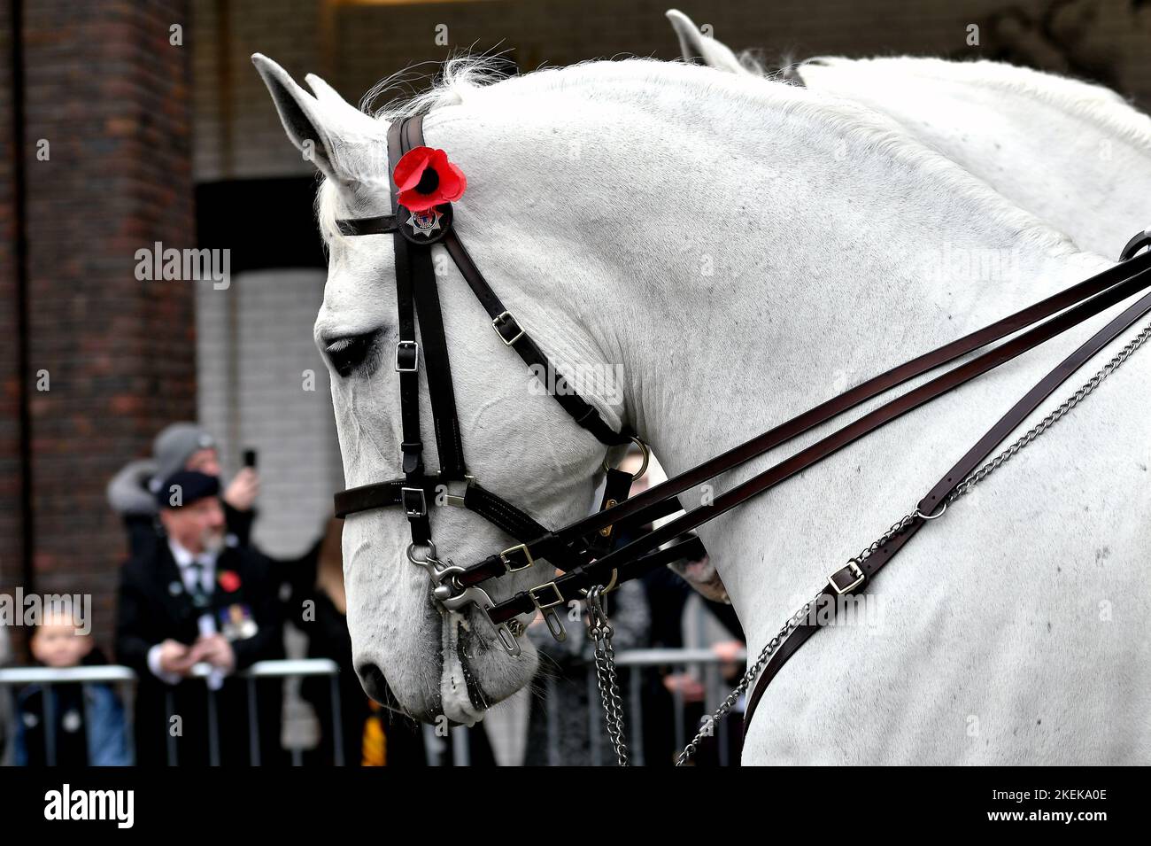 Newcastle, Großbritannien. 13.. November 2022. 13/11/2022 Remembrance Sunday Parade, Newcastle. Parker und Pluto von der Northumbria Police Horse Division führen die Parade an. Dieselben Polizeipferde nehmen auch an der staatlichen Beerdigungsprozession der Königin Elizabeth Teil. UK Credit: Robert Chambers/Alamy Live News Stockfoto