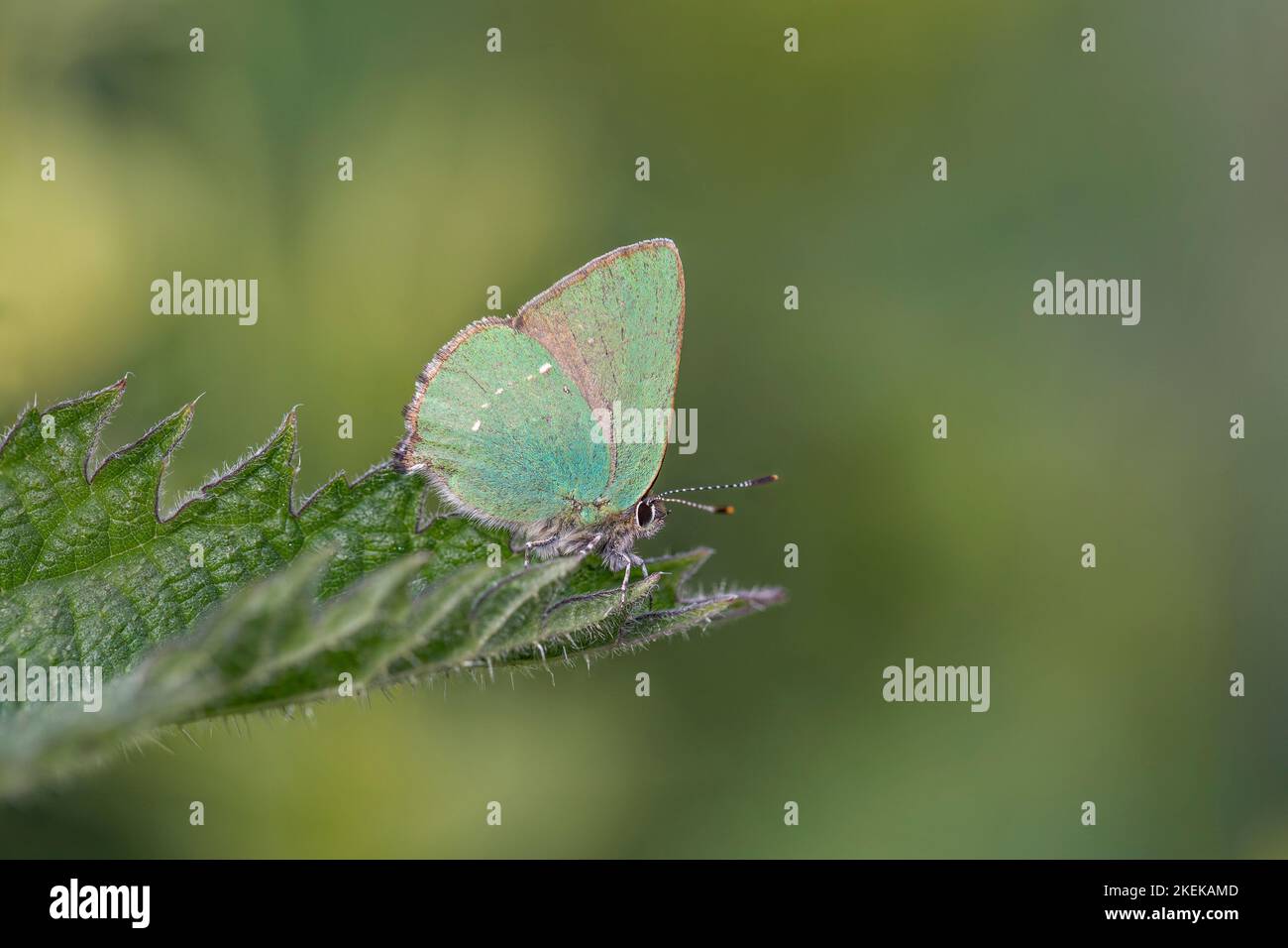 Grüner Hairstreak Butterfly; Callophrys rubi; auf Nettle; Großbritannien Stockfoto