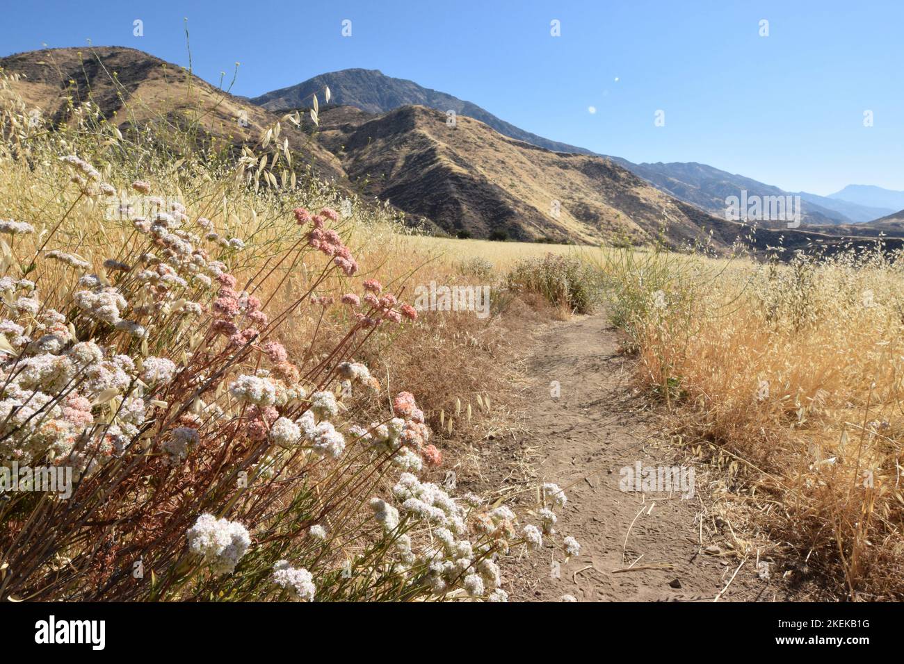 Wanderweg im Los Padres National Forest Stockfoto