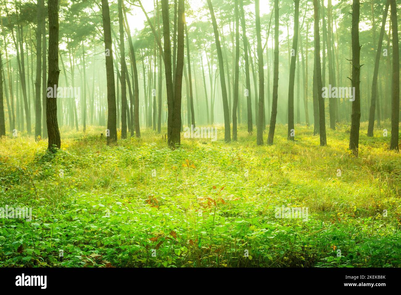 Schöner gelb-grüner Nebelwald Borek, Chelm, Ostpolen Stockfoto