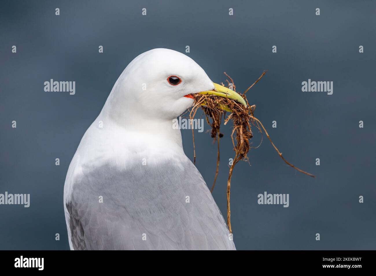 Kittiwake; Rissa tridactyla; mit Nesting-Material; Island Stockfoto