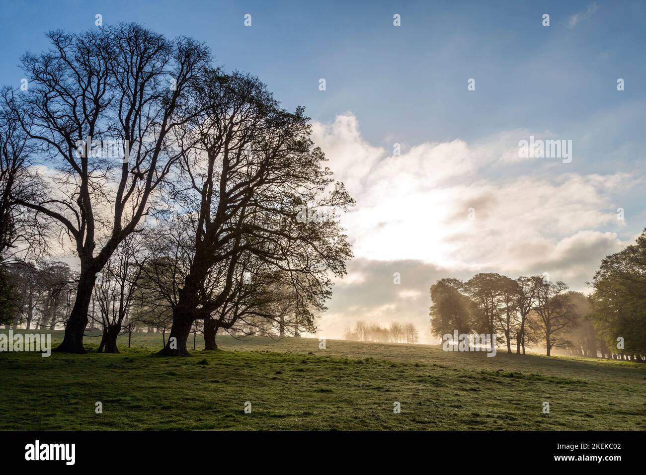 Parklandschaft Bäume; Lanhydrock; Cornwall; UK Stockfoto